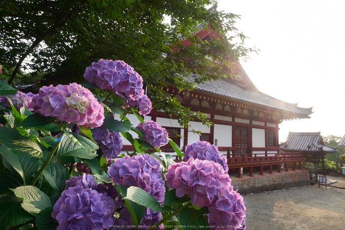 矢田寺,紫陽花(PEM10353,12 mm,F16)2015yaotomi_.jpg