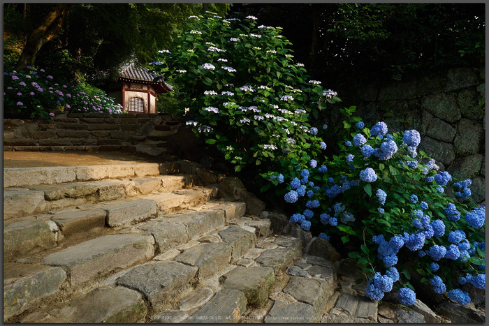 矢田寺,紫陽花(PEM10367,12-mm,F7.1)2015yaotomi_T.jpg