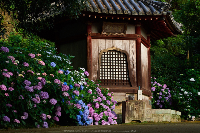 矢田寺,紫陽花(PEM10376,40 mm,F7.1)2015yaotomi_.jpg