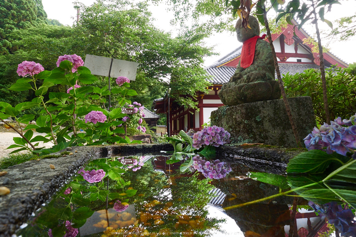 矢田寺,紫陽花(PEM10393,12 mm,F11)2015yaotomi_.jpg