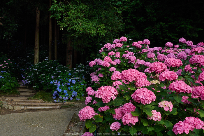 矢田寺,紫陽花(PEM10397,17 mm,F8)2015yaotomi_.jpg