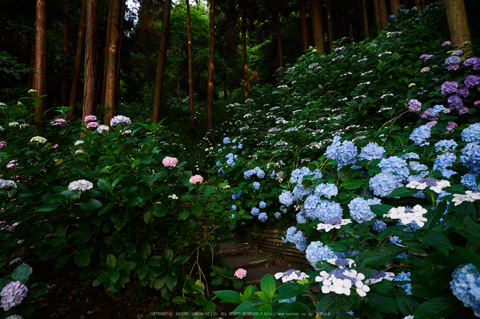 矢田寺,紫陽花(PEM10402,12 mm,F3.2)2015yaotomi_.jpg