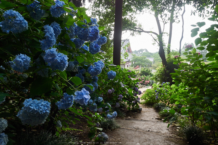 矢田寺,紫陽花(PEM10404,13 mm,F6.3)2015yaotomi_.jpg