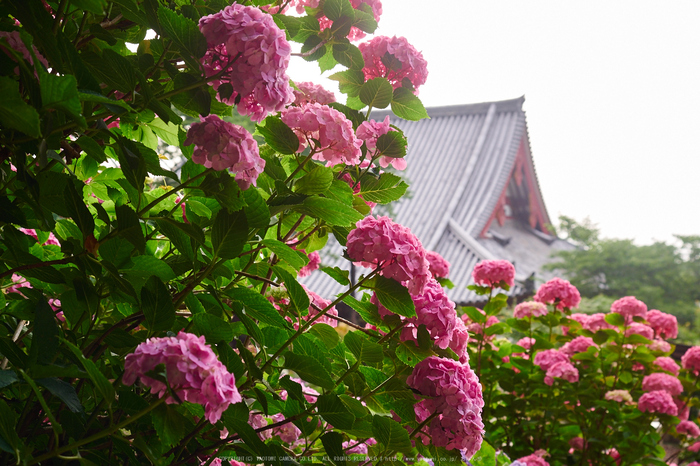 矢田寺,紫陽花(PEM10411,31 mm,F4)2015yaotomi_ 1.jpg