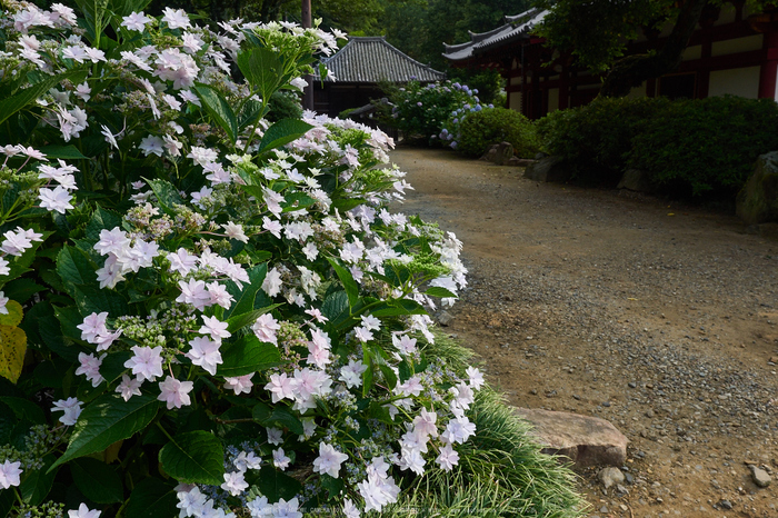 矢田寺,紫陽花(PEM10419,15 mm,F9)2015yaotomi_.jpg