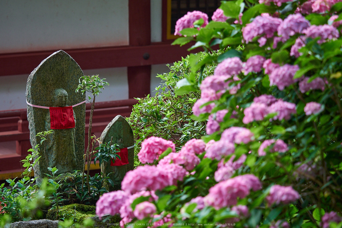 矢田寺,紫陽花(PEM10428,70 mm,F2.8)2015yaotomi_.jpg