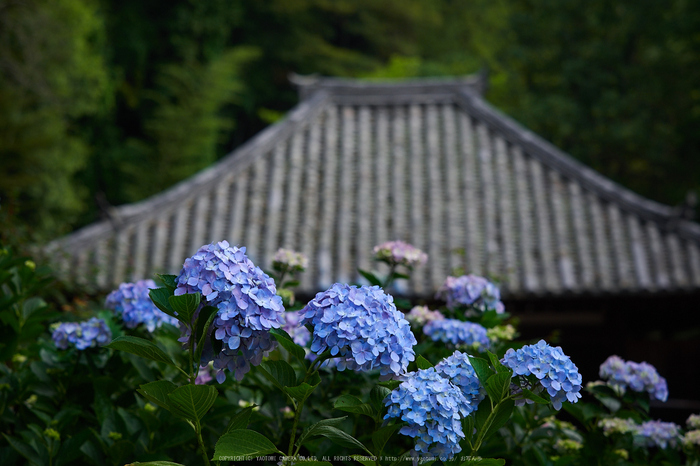 矢田寺,紫陽花(PEM10431,64 mm,F3.5)2015yaotomi_ 1.jpg