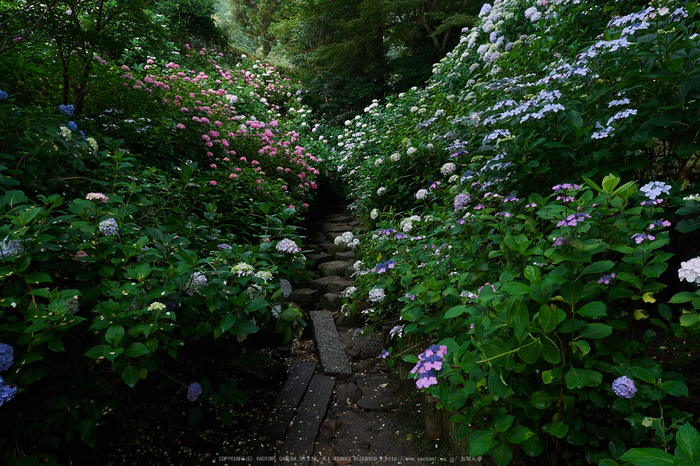 矢田寺,紫陽花(PEM10452,12 mm,F5.6)2015yaotomi_.jpg