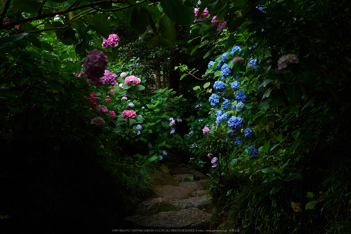 矢田寺,紫陽花(PEM10460,18 mm,F3.5)2015yaotomi_.jpg