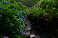 矢田寺,紫陽花(PEM10462,12 mm,F6.3,full)2015yaotomi_.jpg