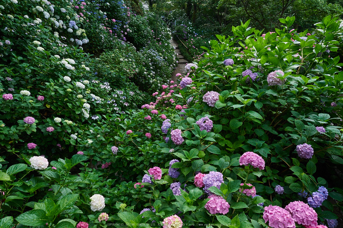 矢田寺,紫陽花(PEM10472,12 mm,F6.3)2015yaotomi_.jpg