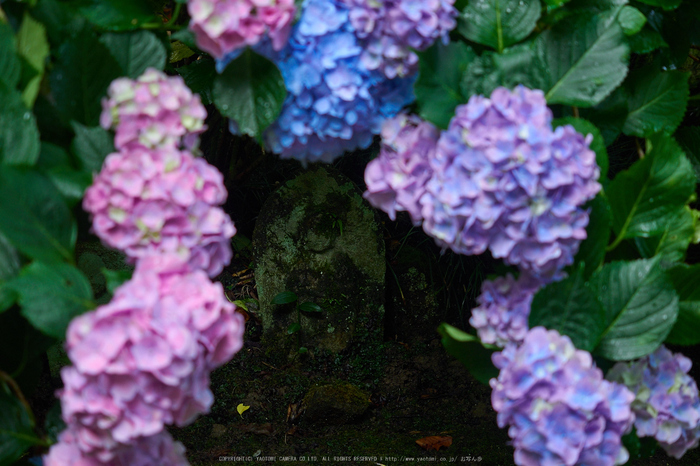 矢田寺,紫陽花(PEM10476,40 mm,F3.2)2015yaotomi_.jpg