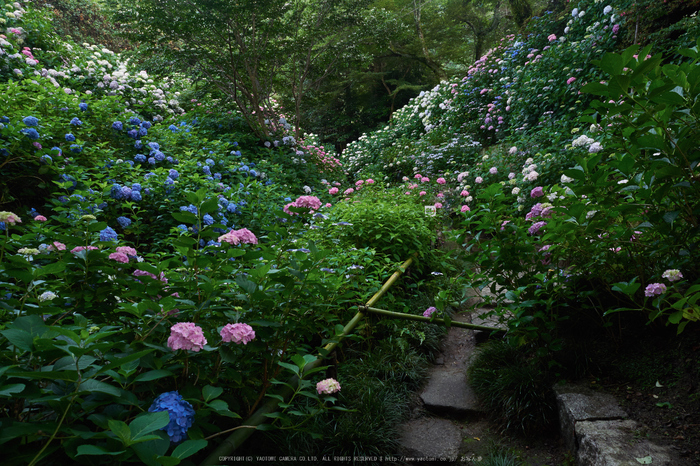 矢田寺,紫陽花(PEM10485_b,12 mm,F7.1)2015yaotomi_.jpg