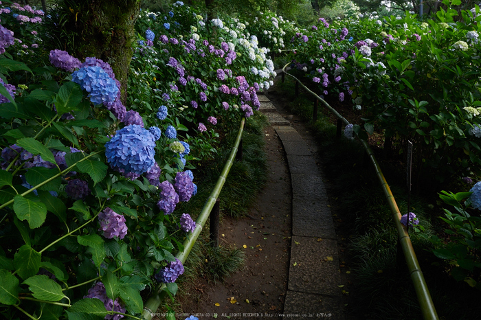 矢田寺,紫陽花(PEM10488,14 mm,F8)2015yaotomi_.jpg