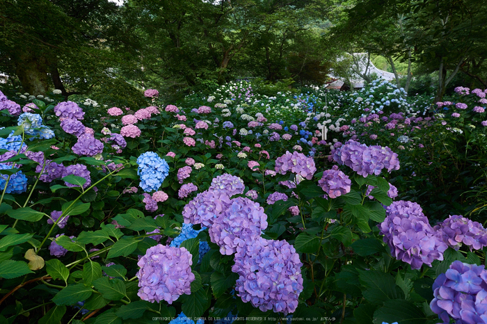 矢田寺,紫陽花(PEM10492,12 mm,F7.1)2015yaotomi_.jpg