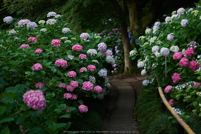 矢田寺,紫陽花(PEM10497,40 mm,F2.8)2015yaotomi_.jpg