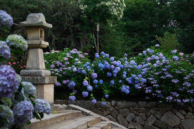 矢田寺,紫陽花(PEM10499,32 mm,F3.2)2015yaotomi_.jpg