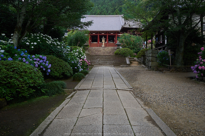 矢田寺,紫陽花(PEM10509,14 mm,F2.8)2015yaotomi_.jpg