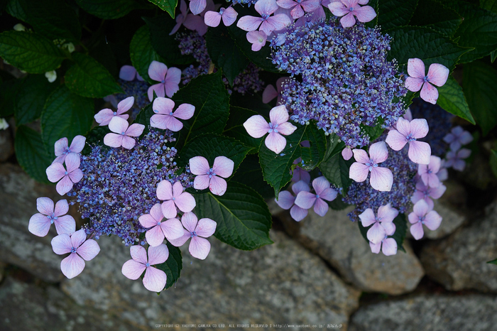 矢田寺,紫陽花(PEM10514,26 mm,F3.5)2015yaotomi_.jpg