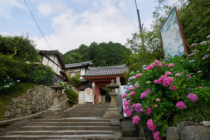 矢田寺,紫陽花(PEM10518,12 mm,F3.5)2015yaotomi_.jpg