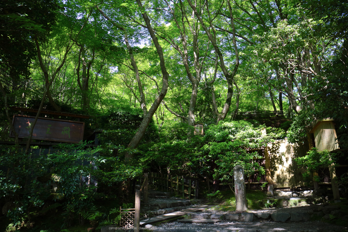 祇王寺,新緑(IMG_0266,18 mm,F7.1)2015yaotomi_.jpg