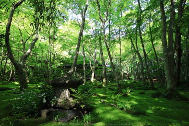 祇王寺,新緑(IMG_0285,11 mm,F10)2015yaotomi_.jpg