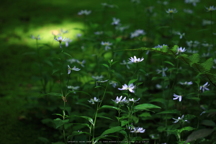 祇王寺,新緑(IMG_0289,100 mm,F2.8)2015yaotomi_.jpg