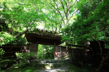 祇王寺,新緑(IMG_0291,11 mm,F8)2015yaotomi_.jpg