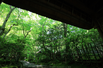 祇王寺,新緑(IMG_0294a,11 mm,F8)2015yaotomi_.jpg