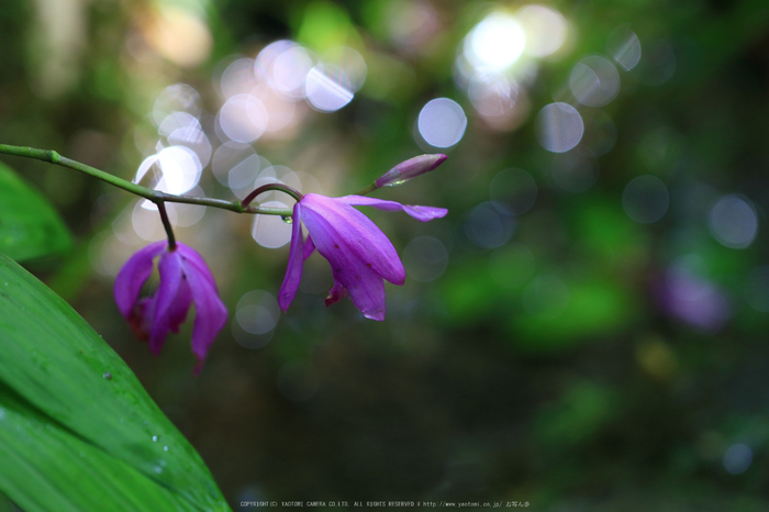 祇王寺,新緑(IMG_0356,100 mm,F3.2)2015yaotomi_.jpg