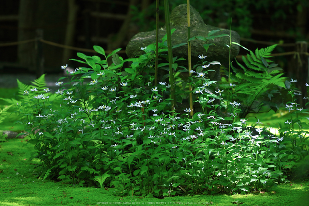 祇王寺,新緑(IMG_0380,100 mm,F2.8)2015yaotomi_.jpg