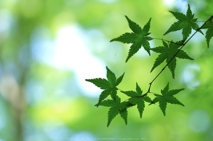 祇王寺,新緑(IMG_0387,100 mm,F2.8)2015yaotomi_.jpg