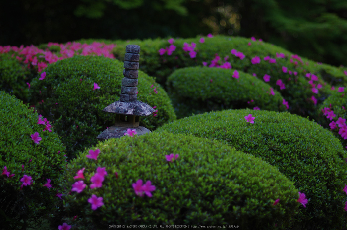 詩仙堂,さつき(K32_0385,55 mm,F1.4)2015yaotomi_.jpg