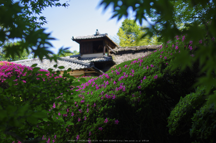 詩仙堂,さつき(K32_0432,35 mm,F2.8)2015yaotomi_.jpg