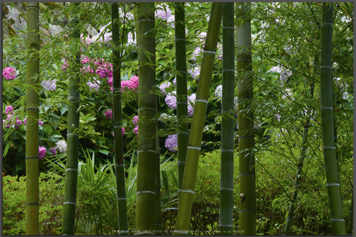 お写ん歩: Panasonic LUMIX G VARIO 14-140mm/F3.5-5.6 ASPH./POWER