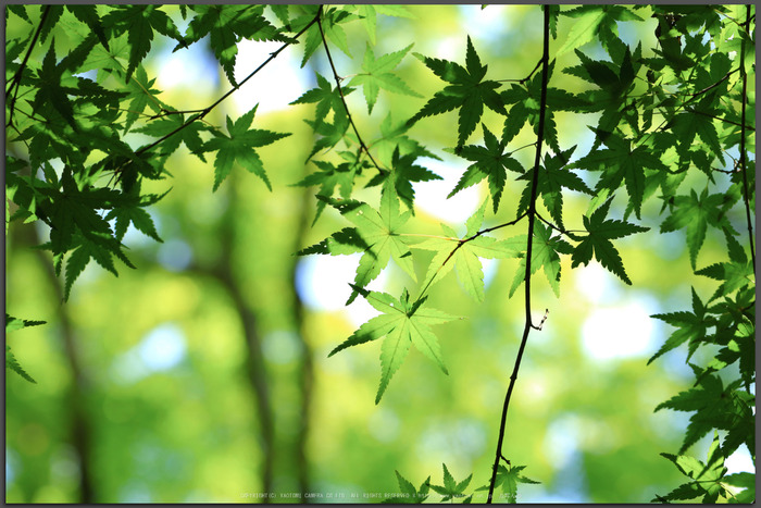 お写ん歩: Canon EF-M11-22mm F4-5.6 IS STMアーカイブ