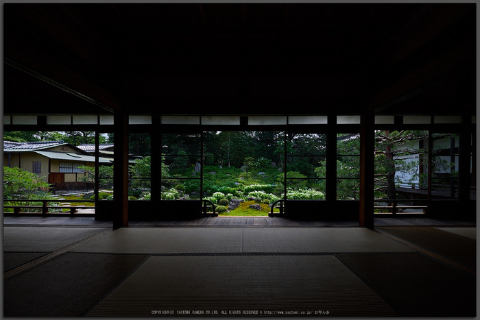 両足院,半夏生(PEM10008,7-mm,F5.6)2015yaotomi_2T.jpg