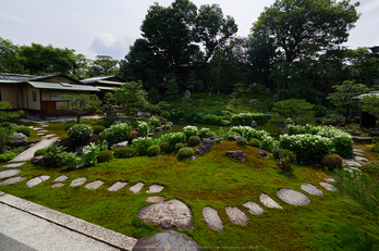 両足院,半夏生(PEM10011,7 mm,F5.6)2015yaotomi_ 1a.jpg