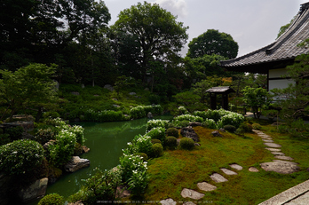 両足院,半夏生(PEM10019,10 mm,F5.6)2015yaotomi_a.jpg