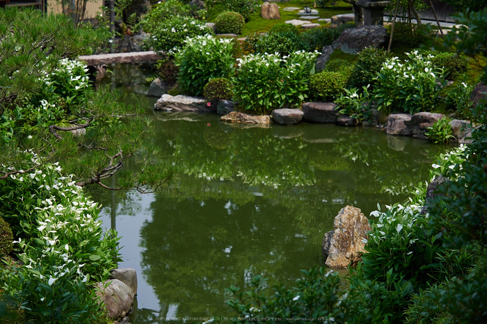 両足院,半夏生(PEM10028,64 mm,F3.2)2015yaotomi_ 1a.jpg