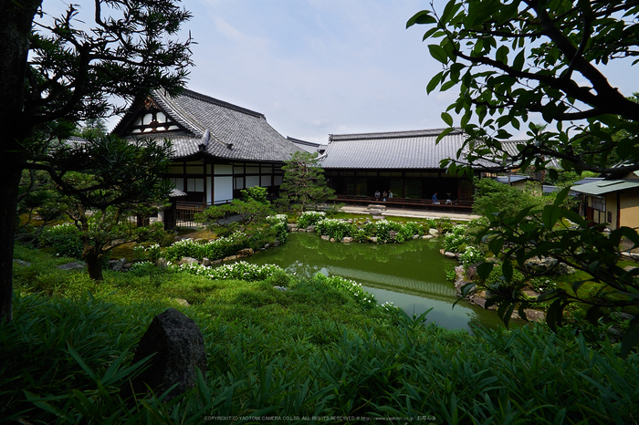 両足院,半夏生(PEM10033,7 mm,F5)2015yaotomi_ 1a.jpg