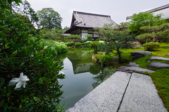 両足院,半夏生(PEM10051,8 mm,F13)2015yaotomi_ 1a.jpg