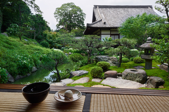 両足院,半夏生(PEM10077,12 mm,F16)2015yaotomi_.jpg