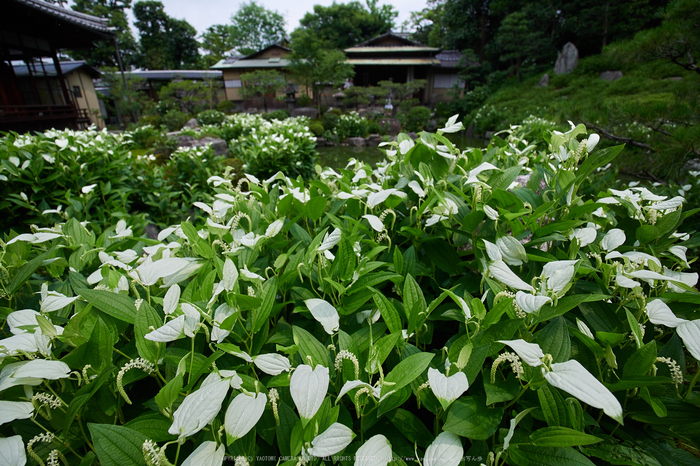 両足院,半夏生(PEM10100,7 mm,F2.8)2015yaotomi_a.jpg