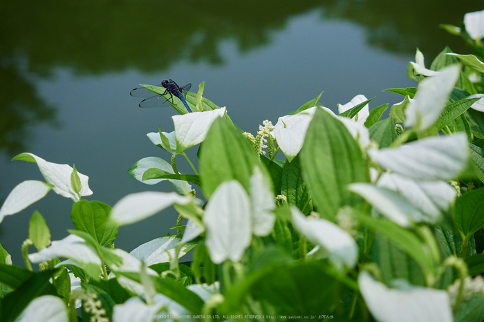 両足院,半夏生(PEM10106,40 mm,F3.2)2015yaotomi_.jpg