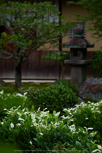 両足院,半夏生(PEM10121,97 mm,F2.8)2015yaotomi_.jpg