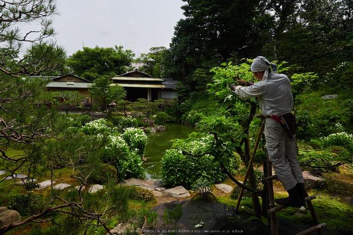 両足院,半夏生(PEM10144,12 mm,F6.3)2015yaotomi_.jpg