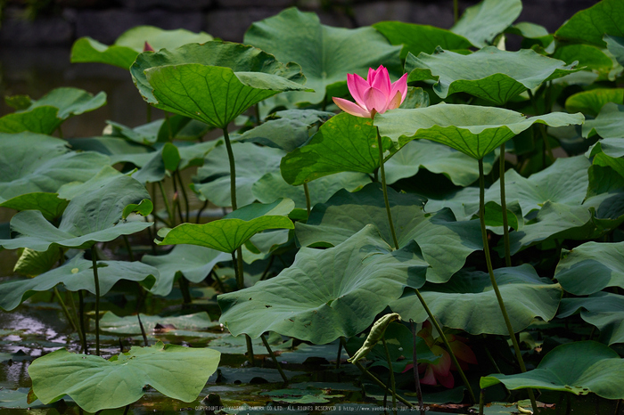 両足院,半夏生(PEM10182,150 mm,F3.2)2015yaotomi_.jpg