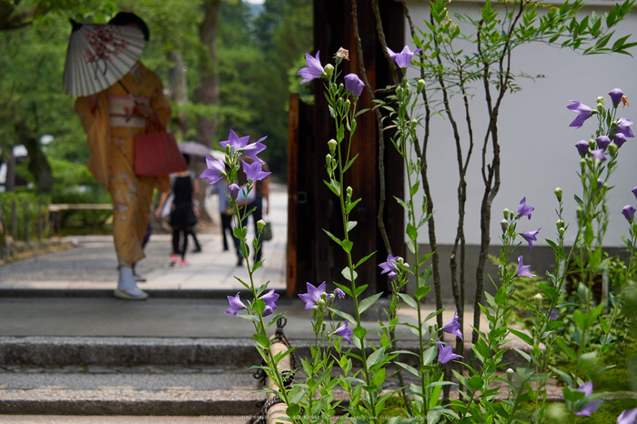 両足院,半夏生(PEM10192,43 mm,F2.8)2015yaotomi_.jpg