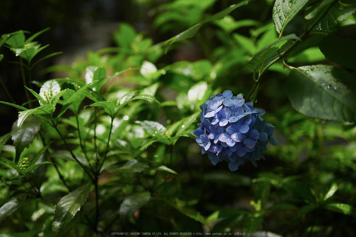 久米寺,紫陽花(P1010405,25 mm,F1.6)2015yaotomi_.jpg